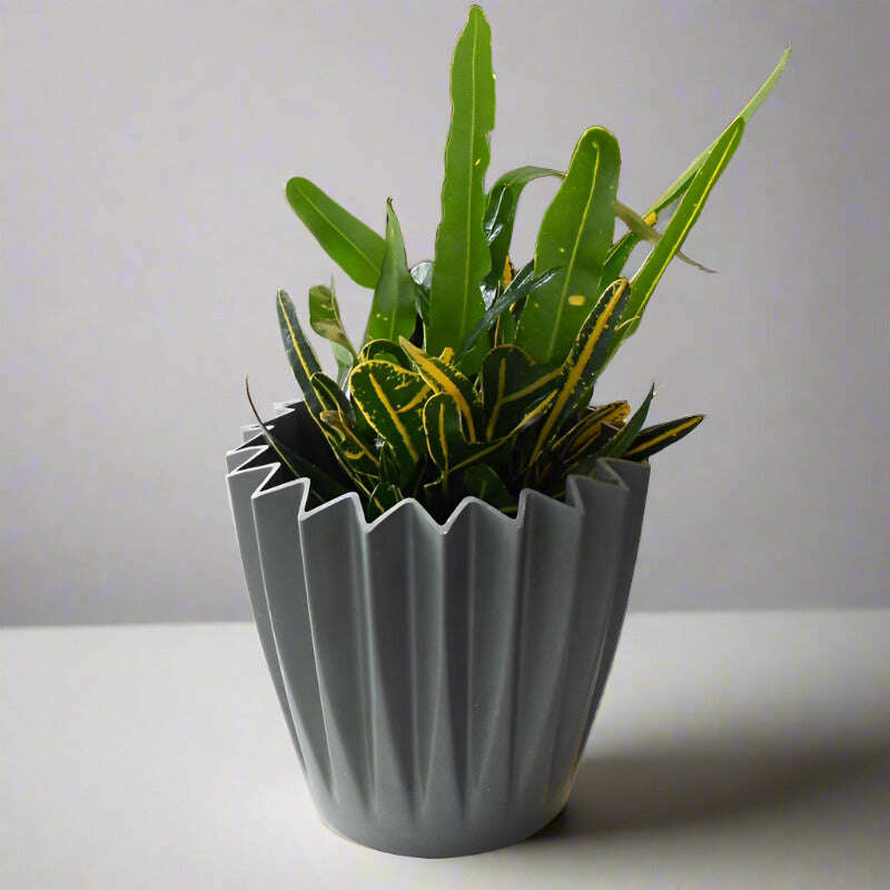 yellow-banana-croton-codiaeum-variegatum-banana-small-indoor-plants-EaX