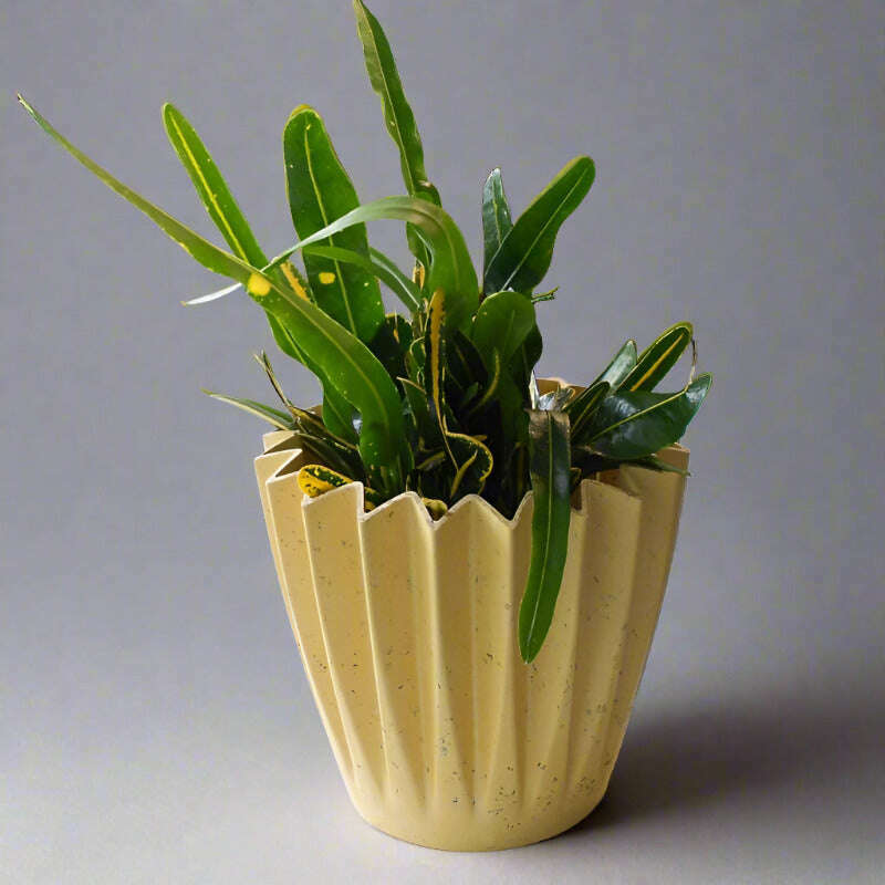 yellow-banana-croton-codiaeum-variegatum-banana-small-indoor-plants-MD0