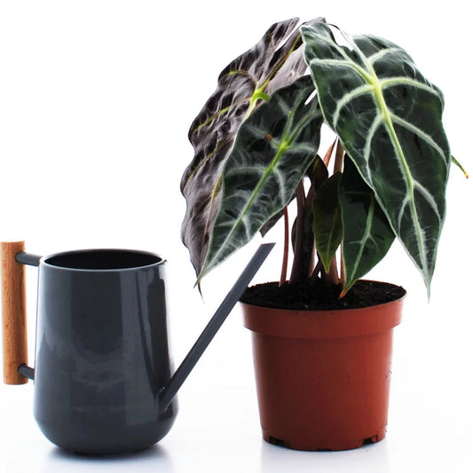 Poinsettia Focus Drip Feeder 38ml | Small Indoor Plants